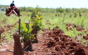 De las chacras a los mates argentinos: Así se produce la yerba mate