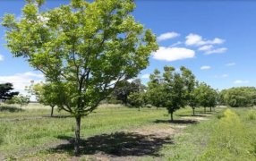 ¿Está conectado con Domingo Faustino Sarmiento?: Un pecán único en la localidad bonaerense de Marcos Paz podría ser clave para el mejoramiento genético