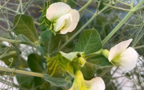 La compañía Novozymes evalúa la respuesta a la inoculación en diferentes variedades de arveja junto a empresas líderes productoras de este cultivo de especialidad