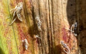 Habilitan más de veinte nuevos productos fitosanitarios para combatir a la chicharrita en maíz