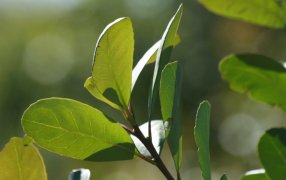 El INYM convocó a Sesión de Precios para el 15 de Febrero