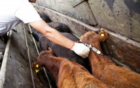 Tras los reclamos de productores por su alto precio, el Gobierno Nacional permitirá importar vacunas antiaftosa