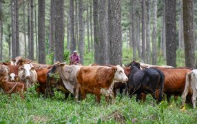 Sistemas silvopastoriles: Sustentabilidad y eficiencia en la producción ganadera