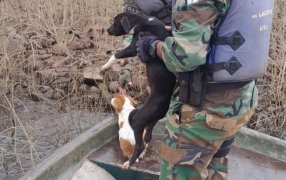 Policías de Medio Ambiente de Misiones rescataron perros abandonados por cazadores furtivos en un islote y destruyeron varios botes de madera