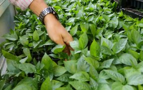 Continúan potenciando las chacras misioneras mediante diversificación productiva en diferentes Municipios