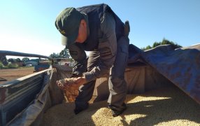 Misiones: Gendarmes secuestraron dos camiones con cargamento de granos de soja a granel, constataron irregularidades en la documentación respaldatoria