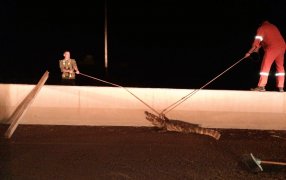 Protección de la fauna: Rescatan a un yacaré que se desplazaba sobre la cinta asfáltica, Personal de Gendarmería Nacional colaboró para resguardar al animal y devolverlo a su hábitat