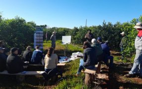 Misiones: Suelo cuidado, árboles y poda de formación para mejorar la productividad