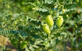 El optimismo también brota en el garbanzo para la nueva campaña
