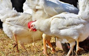 Gripe aviar: Japón suspendió las importaciones desde Argentina y el SENASA realizó un reclamo formal