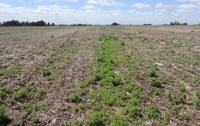 Barbechos de invierno: Tres estrategias para ganarles el partido a las malezas