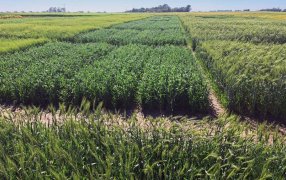 RAGT Semillas presenta su genética francesa en “A Todo Trigo”