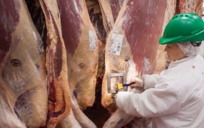 Faena: El Gobierno Nacional derogó una norma de 1991 de la Junta Nacional de Carnes