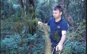 Misiones: Plantarán cientos de orquídeas nativas en espacios públicos de Oberá