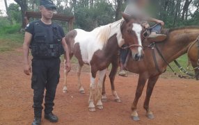 Misiones: Se recuperó dos caballos que fueran sustraídos en San José