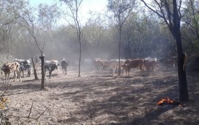 Corrientes: Estiman pérdidas por 130.400 millones de pesos en las cinco principales cadenas de valor