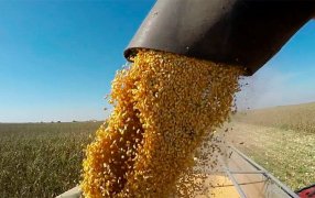 En los maíces tardíos de Córdoba se estiman un rendimiento inferior al 30% en comparación a los tempranos