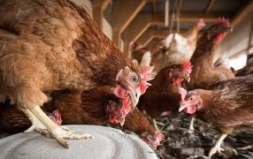 La gripe aviar se expande: Ya llegó a pavos y gallinas criados en patios de viviendas
