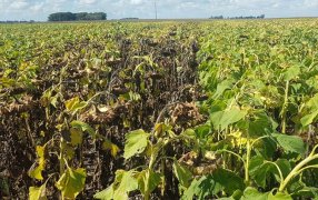 Cómo prevenirse del daño por Phomopsis, la enfermedad del girasol que ocasiona pérdidas de hasta el 50%