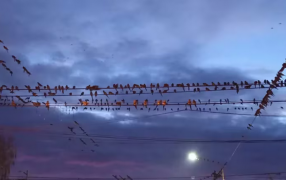 Invasión de loros barranqueros en un pueblo bonaerense: Noches sin dormir, pérdidas económicas y miedo a enfermarse
