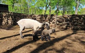 Sociedad Rural Ovina Caprina Equina y Porcina de Misiones: Agenda, cinco encuentros para comercializar ovinos este año