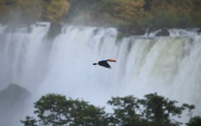Uno de los destinos más elegidos en el Travel Sale: La ciudad misionera de Puerto Iguazú se posicionó como uno de los destinos nacionales más elegidos