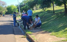 Apóstoles: Campaña de Vacunación Antirrábica en los distintos barrios de la ciudad, fue organizada por el Departamento de Bromatología y Control Sanitario Municipal junto a la Universidad del Salvador