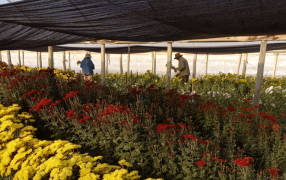 Con financiamiento internacional, impulsan proyectos de agricultura regenerativa en cinco provincias