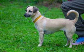 El Instituto Municipal de Sanidad Animal refuerza operativos en los barrios posadeños