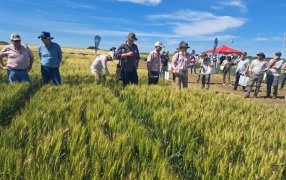 Variedades de trigos para todos los segmentos con una genética que combina rindes y calidad