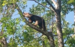 Rescatistas de la Policía de Misiones resguardaron a un oso hormiguero atrapado en la copa de un árbol