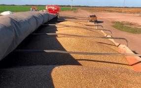 El trigo enciende esperanzas: La cosecha comenzó con el mayor movimiento de camiones en 7 años