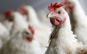 Alerta nacional: Por primera vez se detectaron casos de gripe aviar en Argentina