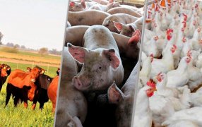 Nuevo mercado para exportar carne aviar, porcina y productos de carne bovina argentina: Se trata del cuarto destino de exportación en el sudeste asiático, con compras que rondan los 350 millones de dólares anuales