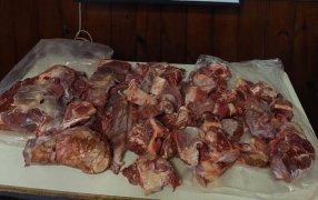 San José: Detuvieron a un individuo de 23 años y se secuestró carne faenada, que era de un toro raza brangus colorado de 800 kilos aproximadamente