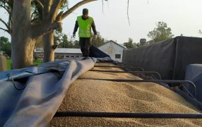 Personal de Gendarmería Nacional Argentina procedió al secuestró 1.138 toneladas de granos, que fueron producto de sucesivos procedimientos durante el fin de semana