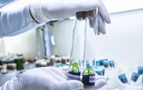 Biofábrica Misiones: 17 años desarrollando biotecnología para el agro