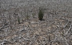 Campesinos de Formosa reclaman ayuda ante la “tragedia de la sequía”