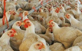 En Entre Ríos, los pollos parrilleros hacen volar alto al agregado de valor