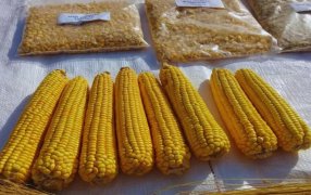 Crean una nueva variedad de maíz amarillo, ideal para elaborar harinas