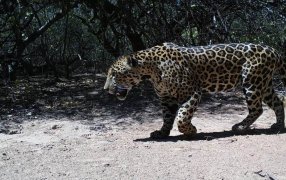 Lanzan una votación ciudadana para elegir el nombre del yaguareté registrado en la Reserva Natural Formosa