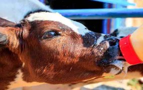 El Coronavirus es una causa importante de neumonía en terneras