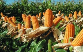 Con genética y manejo, el maíz puede enfrentar a la chicharrita y no perder productividad