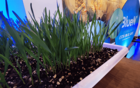 Nitrógeno “verde”: La soja y el maíz se preparan para salir a los lotes con un nuevo fertilizante natural