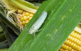Crecen las alertas por el “inédito ataque” de la chicharrita del maíz: Las recomendaciones del INTA