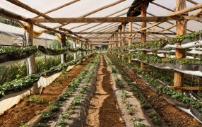 Producción de frutilla en Misiones: Una alternativa económica lideradas por mujeres rurales