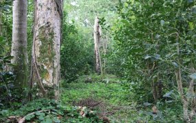 Rentabilidad con mínimos costos en yerbal agroecológico