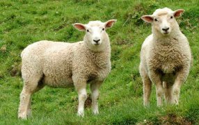 Otra sorpresa con la Encefalomielitis Equina: En Baradero, se contagió una oveja