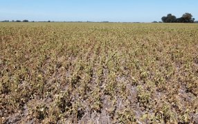 La sequía dejó en el camino 6,5 millones de hectáreas, el triple de lo normal