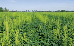 Amaranthus, la súper maleza: Un estudio en toda América reveló una “alarmante” resistencia a herbicidas